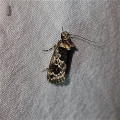 Unidentified Moth (Lepidoptera) at Braidwood, NSW - 3 Dec 2024 by MatthewFrawley