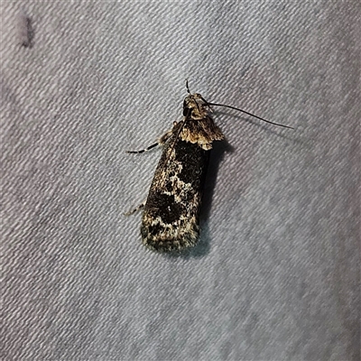 Barea consignatella (A concealer moth) at Braidwood, NSW - 3 Dec 2024 by MatthewFrawley