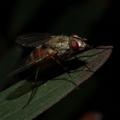 Diptera (order) at Freshwater Creek, VIC - 11 Apr 2020 by WendyEM