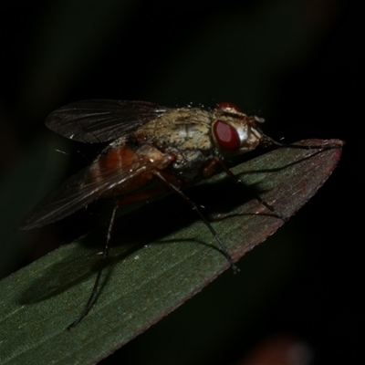 Diptera (order) at Freshwater Creek, VIC - 11 Apr 2020 by WendyEM