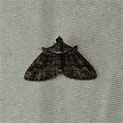 Phrissogonus laticostata (Apple looper moth) at Braidwood, NSW - 3 Dec 2024 by MatthewFrawley