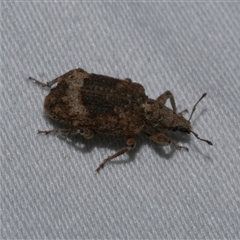 Curculionidae (family) (Unidentified weevil) at Freshwater Creek, VIC - 11 Apr 2020 by WendyEM