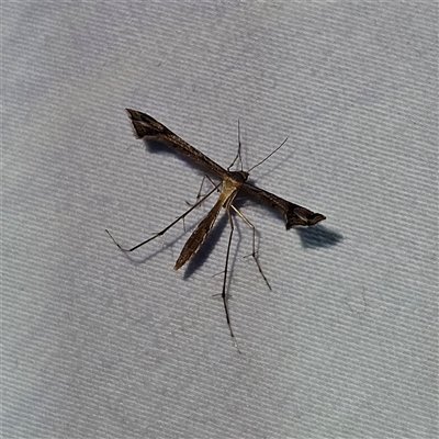 Sinpunctiptilia emissalis (Speedwell Pterror) at Braidwood, NSW - 3 Dec 2024 by MatthewFrawley