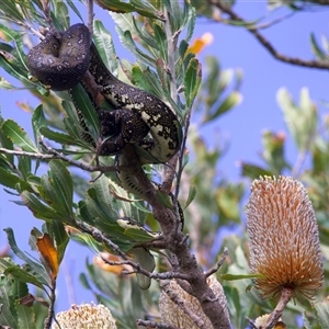 Morelia spilota spilota at Guerilla Bay, NSW by jb2602