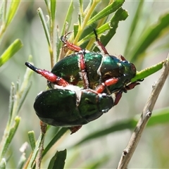 Repsimus manicatus montanus (Green nail beetle) at Uriarra Village, ACT - 2 Dec 2024 by RAllen