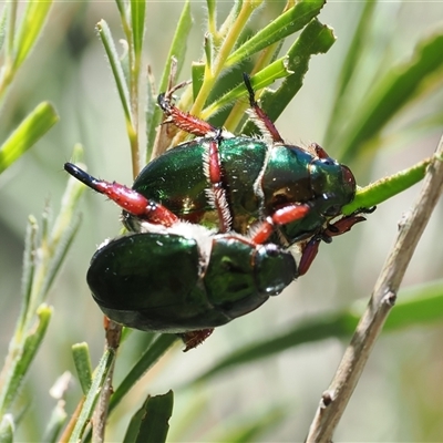 Repsimus manicatus montanus (Green nail beetle) at Uriarra Village, ACT - 2 Dec 2024 by RAllen