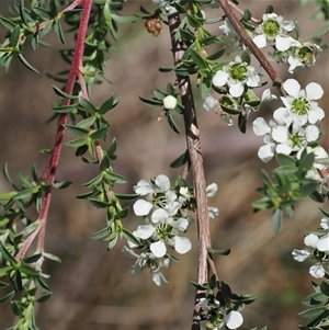 Leptospermum myrtifolium at Uriarra Village, ACT - 2 Dec 2024 01:53 PM