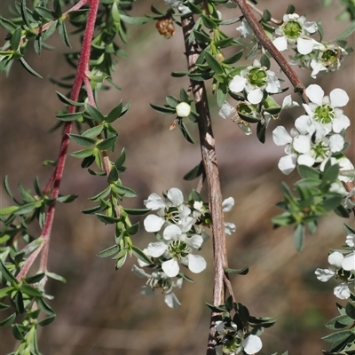 Leptospermum myrtifolium at Uriarra Village, ACT - 2 Dec 2024 by RAllen