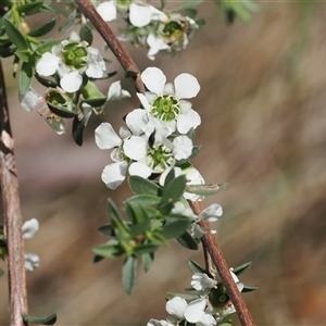 Leptospermum myrtifolium at Uriarra Village, ACT - 2 Dec 2024 01:53 PM