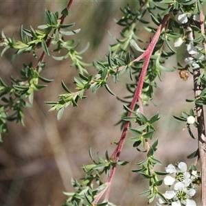 Leptospermum myrtifolium at Uriarra Village, ACT - 2 Dec 2024 01:53 PM