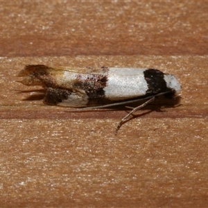 Monopis meliorella at Freshwater Creek, VIC - 10 Apr 2020