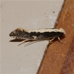 Monopis ethelella (Dead Sheep's Moth) at Freshwater Creek, VIC - 10 Apr 2020 by WendyEM