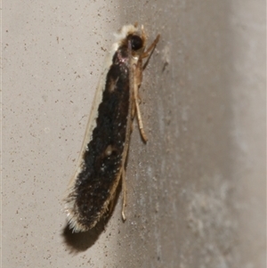 Monopis ethelella at Freshwater Creek, VIC - 10 Apr 2020