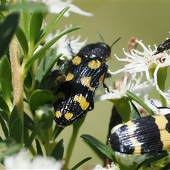 Castiarina octospilota (A Jewel Beetle) at Uriarra Village, ACT - 2 Dec 2024 by RAllen