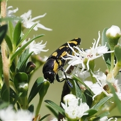 Castiarina octospilota at Uriarra Village, ACT - 2 Dec 2024