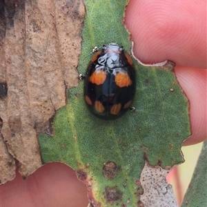 Paropsisterna beata at Tarago, NSW - 3 Dec 2024