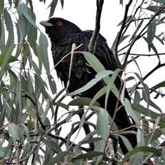 Eudynamys orientalis at Goulburn, NSW - 3 Dec 2024 by Milly