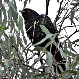 Eudynamys orientalis at Goulburn, NSW - 3 Dec 2024 08:00 PM