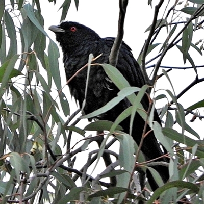 Eudynamys orientalis (Pacific Koel) at Goulburn, NSW - 3 Dec 2024 by Milly