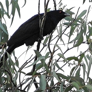 Eudynamys orientalis at Goulburn, NSW - 3 Dec 2024 08:00 PM