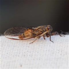 Yoyetta celis (Silver Princess Cicada) at Harrison, ACT - 2 Dec 2024 by DPRees125