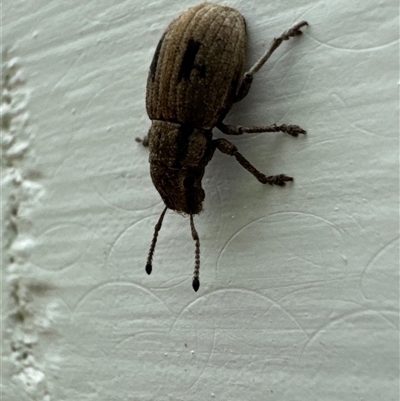 Eurymetopus birabeni (Weevil) at Aranda, ACT - 3 Dec 2024 by Jubeyjubes