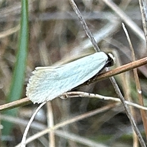 Edosa idiochroa at Ainslie, ACT - 16 Nov 2024 05:49 PM