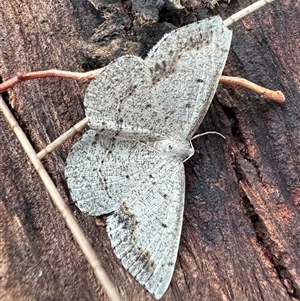 Taxeotis intextata (Looper Moth, Grey Taxeotis) at Ainslie, ACT by Pirom