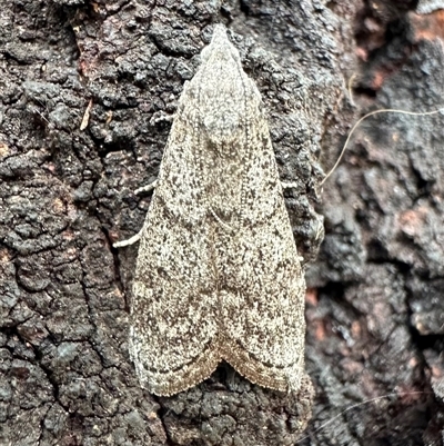 Heteromicta pachytera (Galleriinae subfamily moth) at Ainslie, ACT - 1 Dec 2024 by Pirom