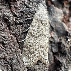 Heteromicta pachytera at Ainslie, ACT - 1 Dec 2024 03:57 PM