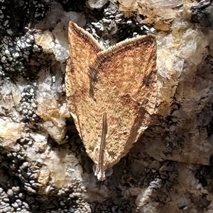 Meritastis ursina at Tennent, ACT - 2 Dec 2024 02:16 PM