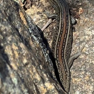 Liopholis whitii (White's Skink) at Tennent, ACT by Pirom