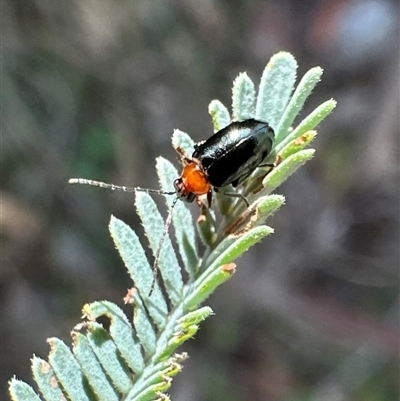 Adoxia benallae (Leaf beetle) at Tennent, ACT - 2 Dec 2024 by Pirom