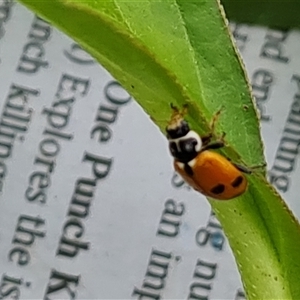 Hippodamia variegata at Isaacs, ACT - 3 Dec 2024