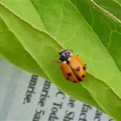 Hippodamia variegata at Isaacs, ACT - 3 Dec 2024