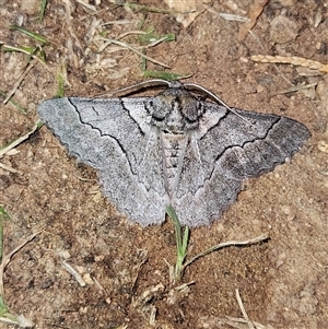 Hypobapta tachyhalotaria (Varied Grey) at Braidwood, NSW by MatthewFrawley