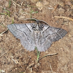 Hypobapta tachyhalotaria at Braidwood, NSW - 3 Dec 2024 09:37 PM