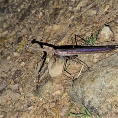 Archimantis latistyla (Stick Mantis, Large Brown Mantis) at Braidwood, NSW - 3 Dec 2024 by MatthewFrawley