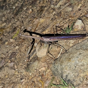 Tenodera australasiae at Braidwood, NSW by MatthewFrawley