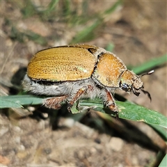 Anoplognathus hirsutus at Braidwood, NSW - 3 Dec 2024 by MatthewFrawley