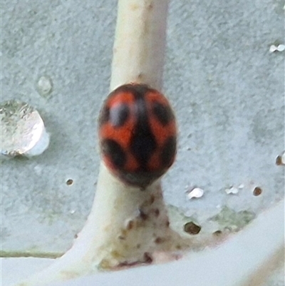 Novius bellus (A ladybird) at Tarago, NSW - 3 Dec 2024 by clarehoneydove