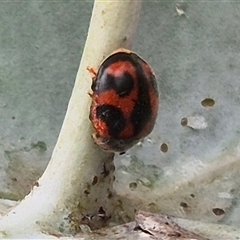 Novius bellus at Tarago, NSW - 3 Dec 2024