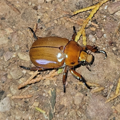 Unidentified Scarab beetle (Scarabaeidae) at Braidwood, NSW - 3 Dec 2024 by MatthewFrawley