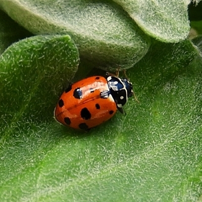 Hippodamia variegata at Goulburn, NSW - 2 Dec 2024 by Milly