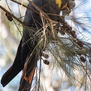 Calyptorhynchus lathami lathami at Penrose, NSW - suppressed