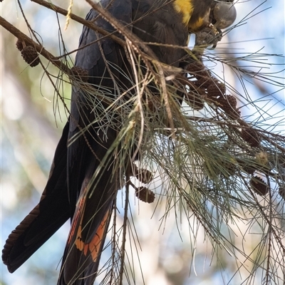 Calyptorhynchus lathami lathami (Glossy Black-Cockatoo) at Penrose, NSW - 15 Aug 2024 by Aussiegall