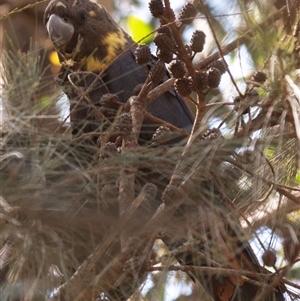 Calyptorhynchus lathami lathami at Penrose, NSW - suppressed