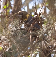 Calyptorhynchus lathami lathami at Penrose, NSW - suppressed