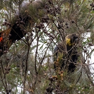 Calyptorhynchus lathami lathami at Penrose, NSW - suppressed