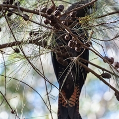 Calyptorhynchus lathami lathami at Penrose, NSW - suppressed